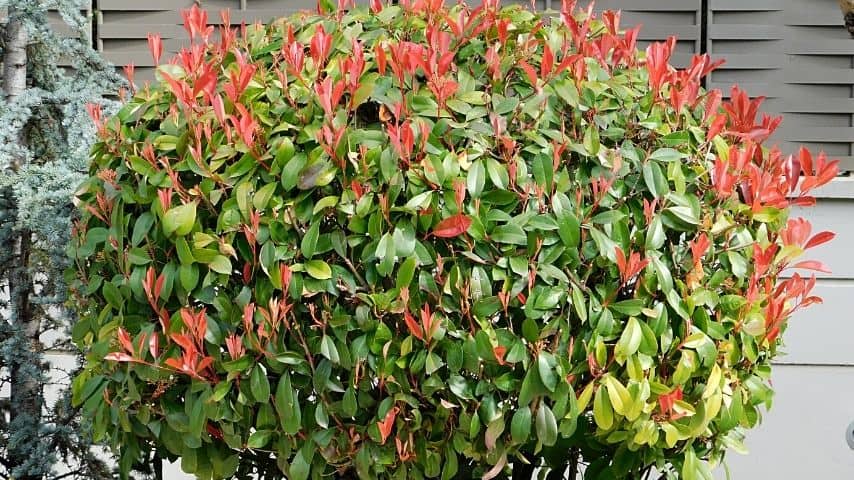 Photinia's vibrant red leaves is another great way to spruce up your fence lines