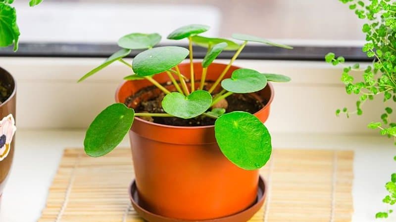 The Pilea Peperomioides is another great plant to grow in an apartment as it is non-toxic to pets
