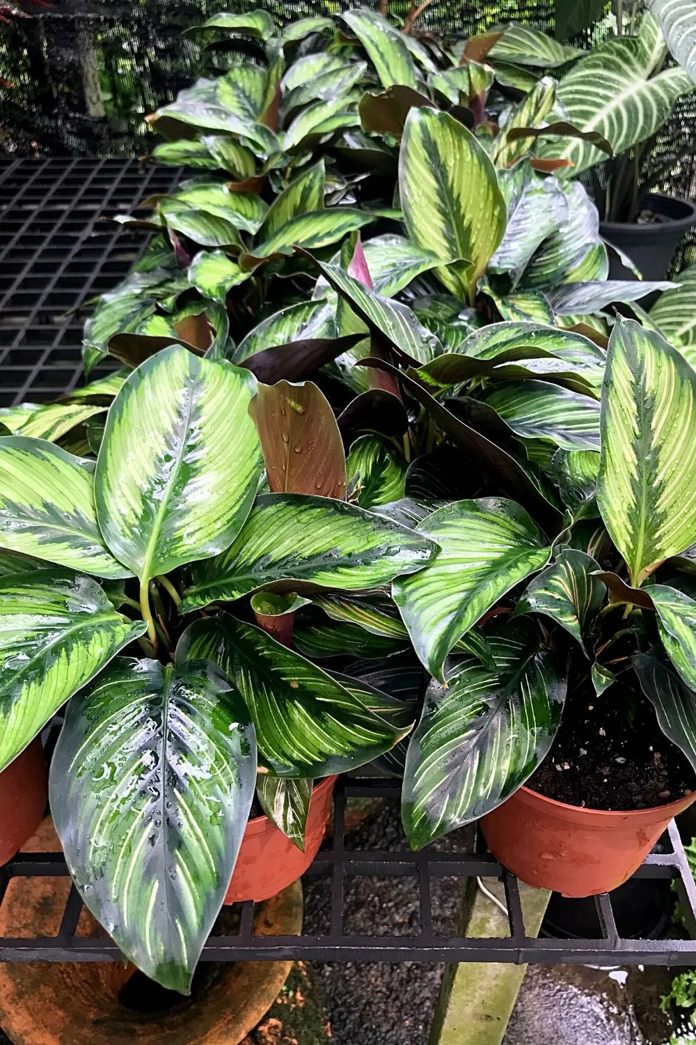 Pinstripe calathea is one of the plants that has an easy-to-care for temperament among northeast-facing window plants