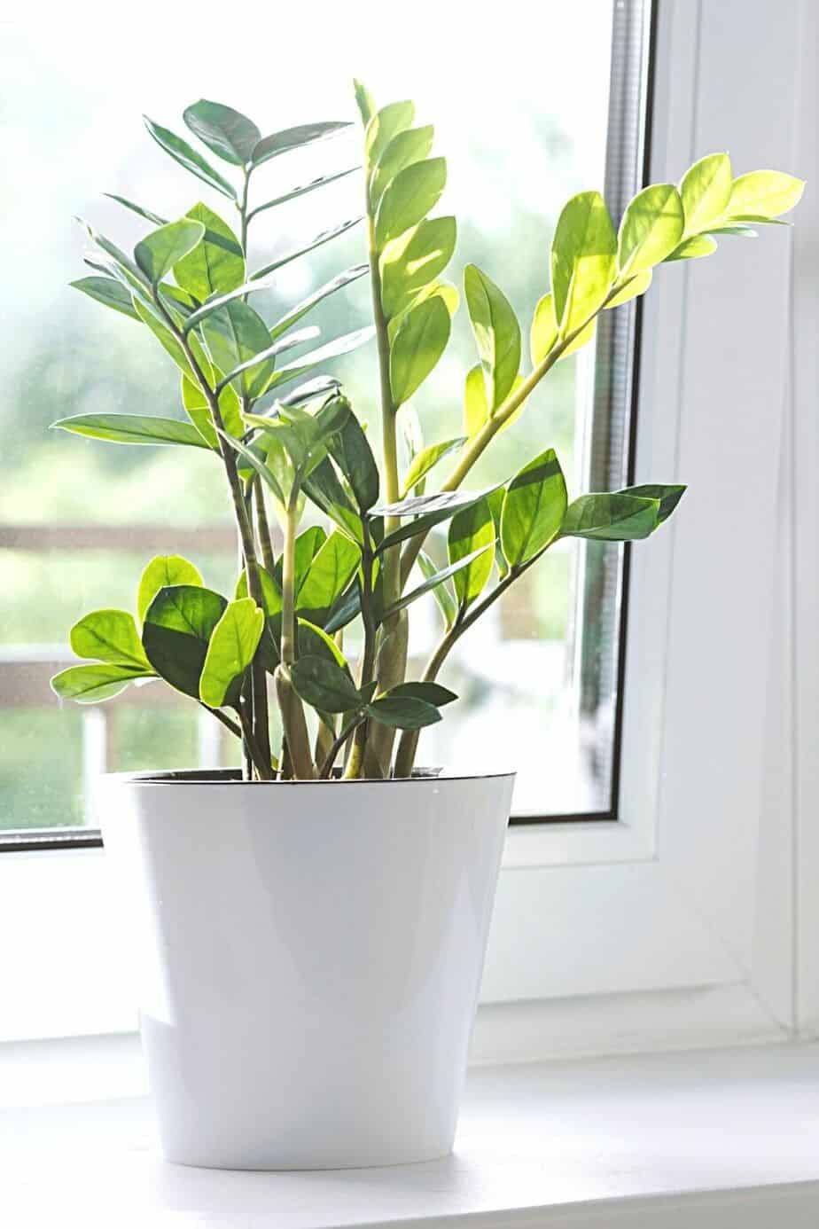 Place your ZZ plant in an area receiving more light to make it grow faster