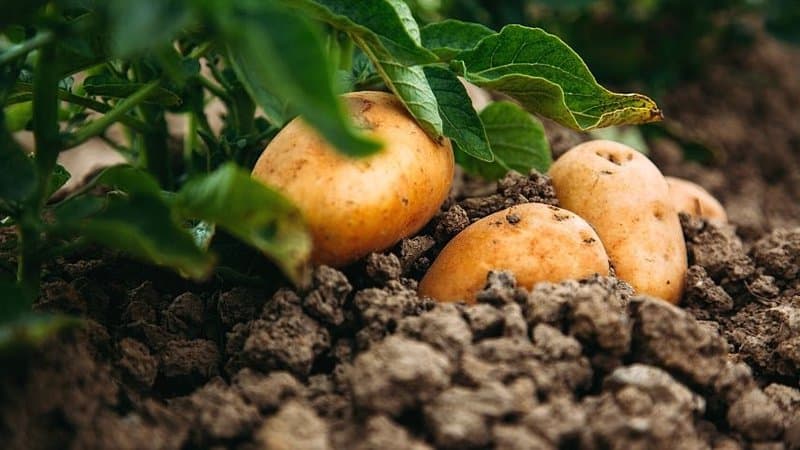 Potatoes thrive best when you plant them at the beginning of spring