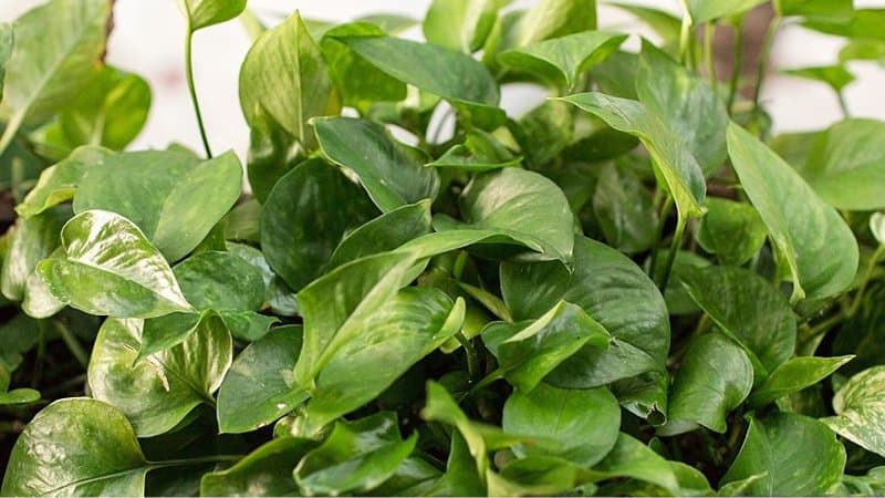 As the Pothos Plant grow well indoors, it's one of the best choices of plants to grow in an apartment
