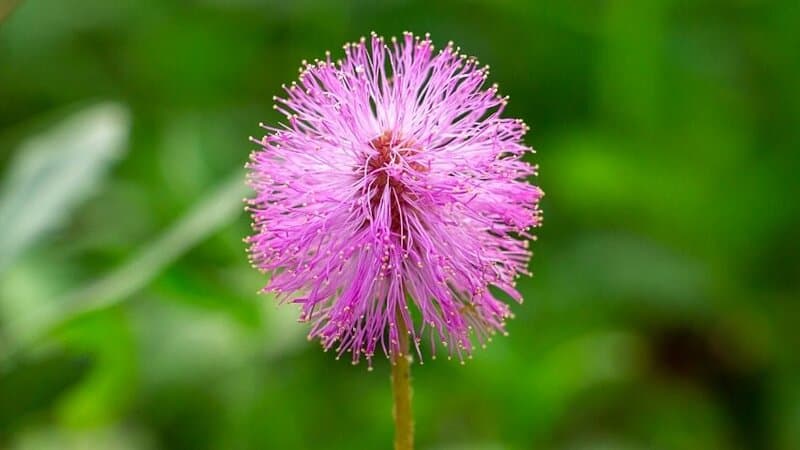 If you want some ground cover for your garden in Florida, then the Powderpuff Mimosa (Mimosa strigillosa) is the best plant to grow