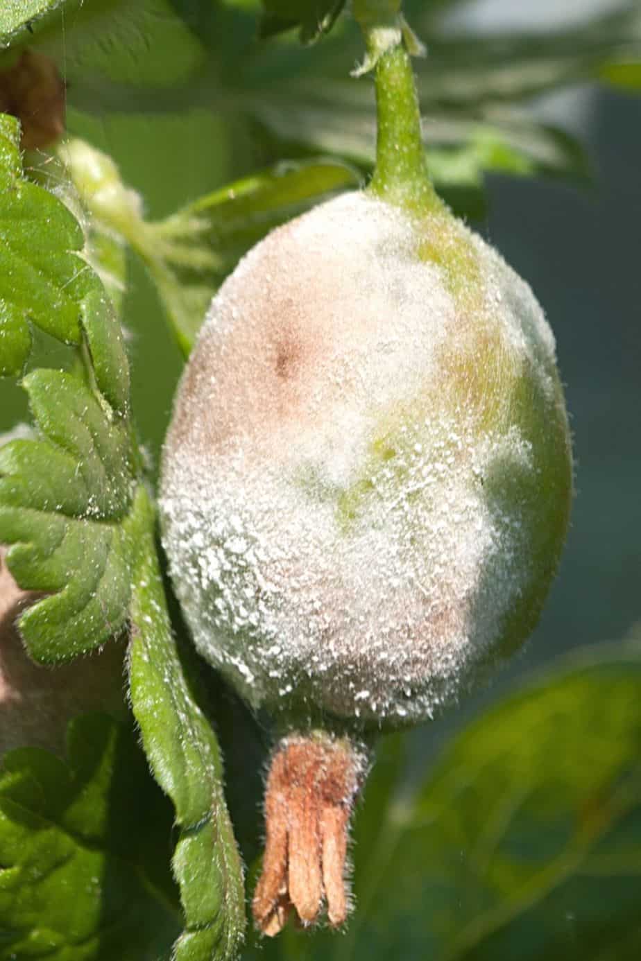Powdery mildew appears as a whitish-powder like growth on the plant