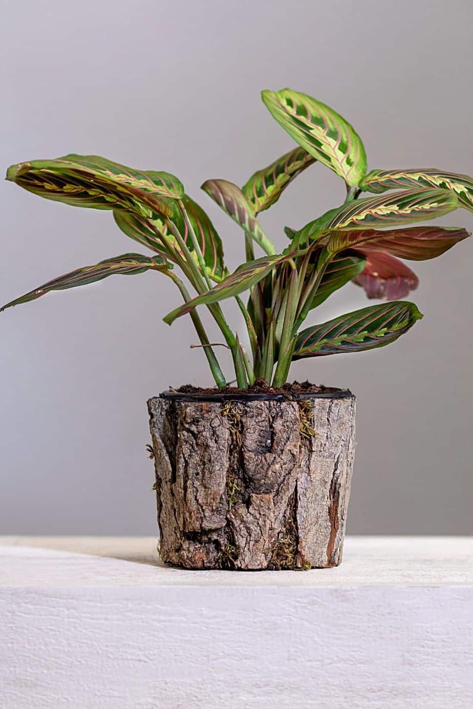 Known for its flat leaves during the play and curled leaves at night, Prayer Plant is another beautiful plant you can place by your northwest-facing window