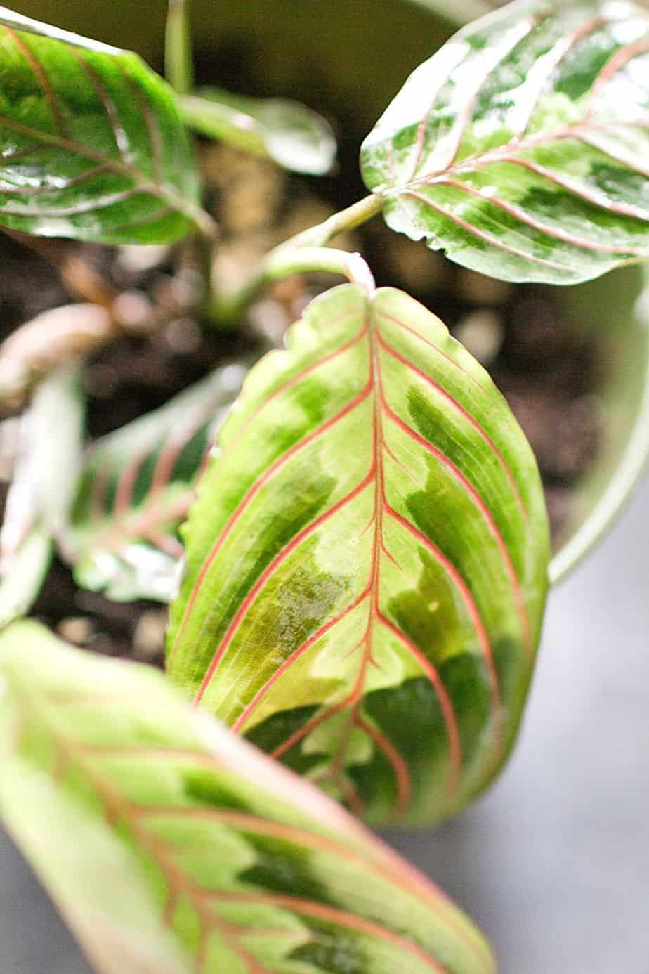 Prayer Plants are slow-growing plants that thrive when placed by a southeast-facing window