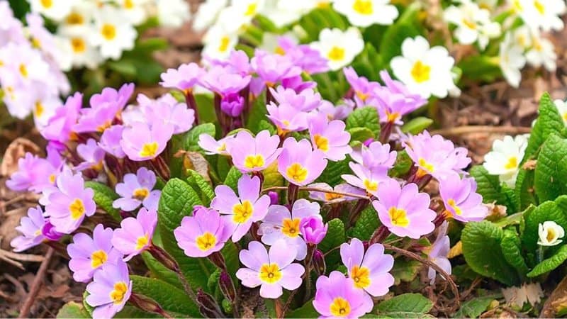Primrose can be grown in pots or containers for your shaded porch