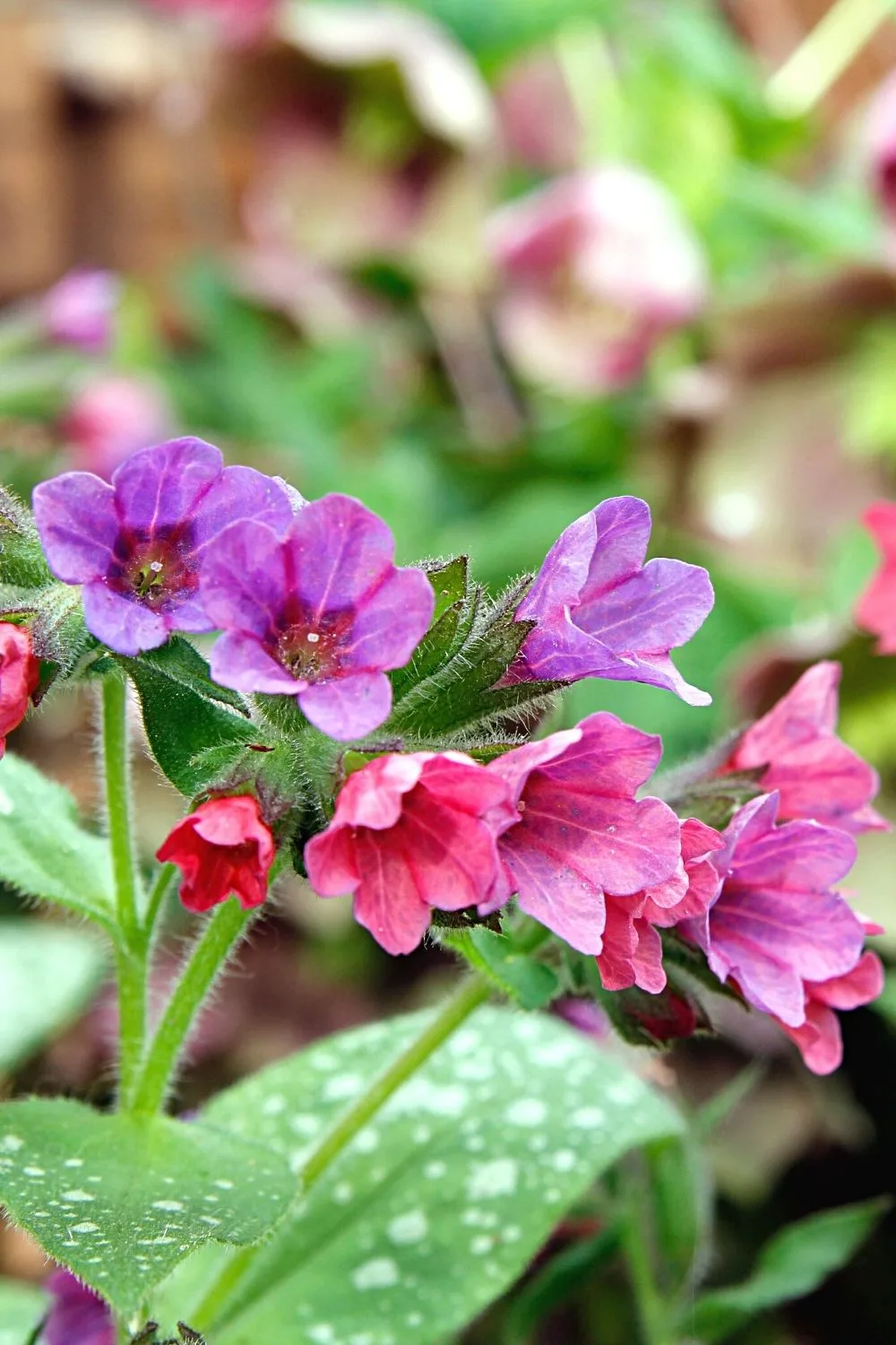 Pulmonaria, aka Lungwort, loves the darker areas of the north-facing side of the house