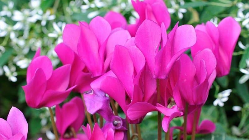 Purple Cyclamens is a great plant to grow in window boxes that are receiving full or partial shade