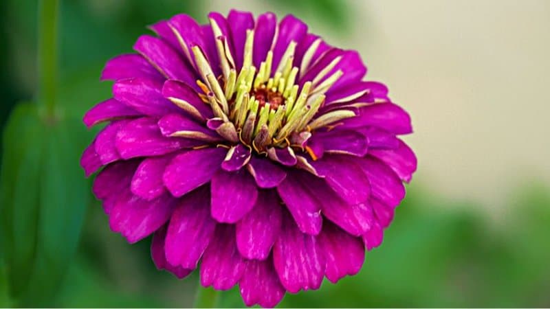 Purple Prince Zinnia is a sun-loving beautiful bloom that you can grow in your window boxes