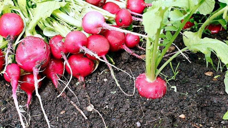 Radishes are grown as companion plants in your spring garden
