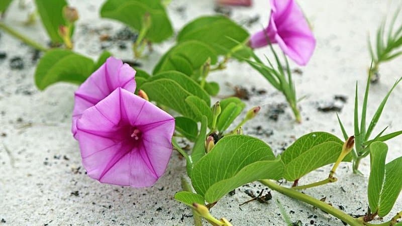 Railroad vine (Ipomoea pes-caprae) is a known plant in Florida as it blooms in the morning