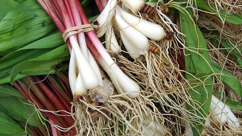 Ramps grows best in a forested area in your home during spring