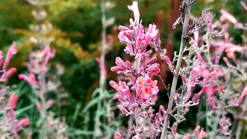 The Red Hyssop is another great addition to the plants that you can grow by yhour southwest facing garden