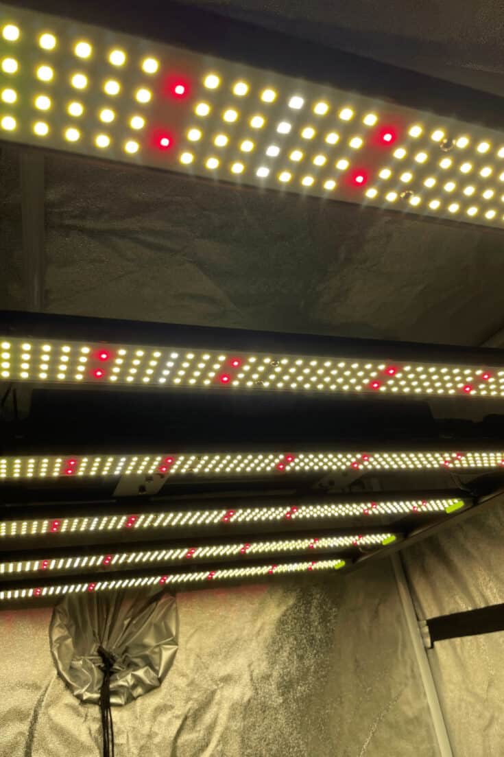 Red and White LEDs