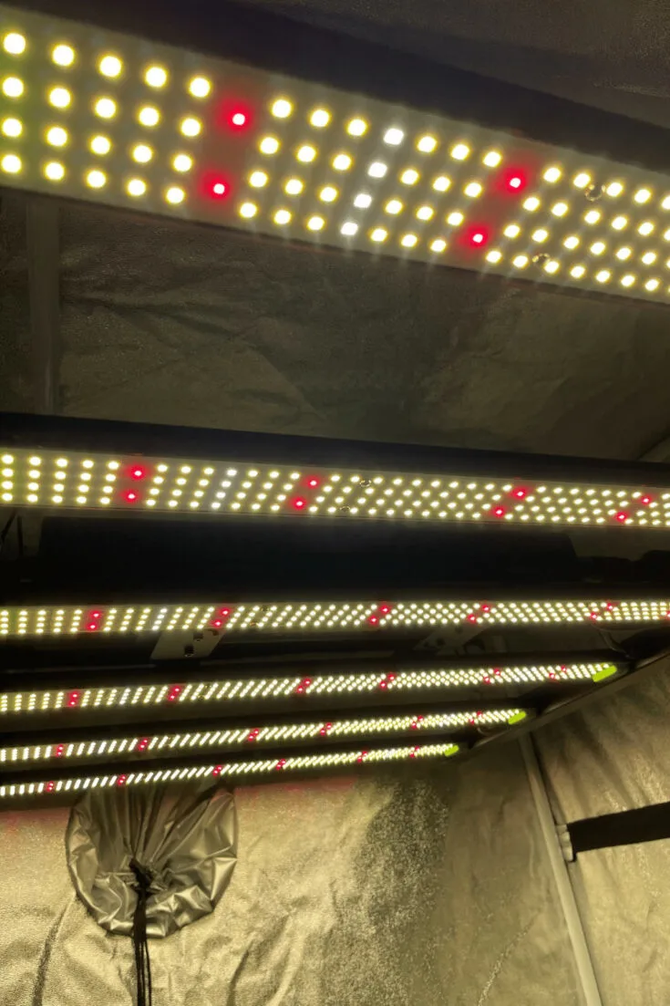 Red and White LEDs