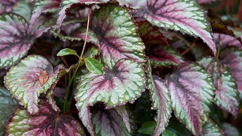 For Rex Begonias to grow properly in a hydroponics system, ensure to maintain the water's pH and temperature