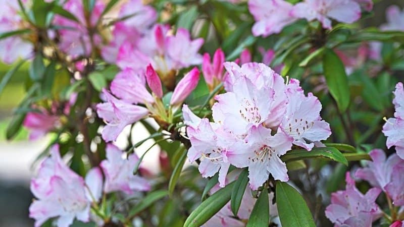 If you're looking for a blooming shrub to plant in a shaded porch, then Rhododendrons is your best bet