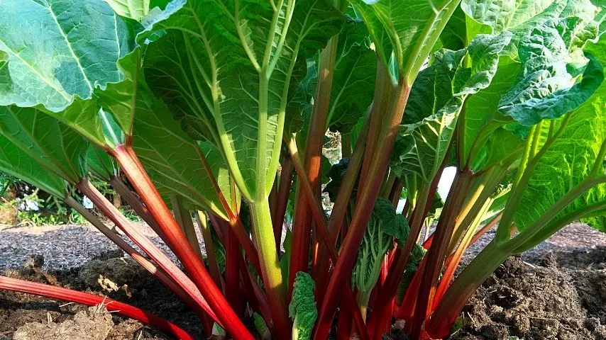 Rhubarb (Rheum rhabarbarum) is one of the plants you can grow on a vegetable garden that you can reap for years