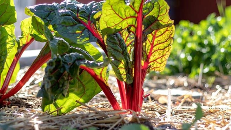Rhubarb's pink stalks are edible and thrives best when you grow them in spring