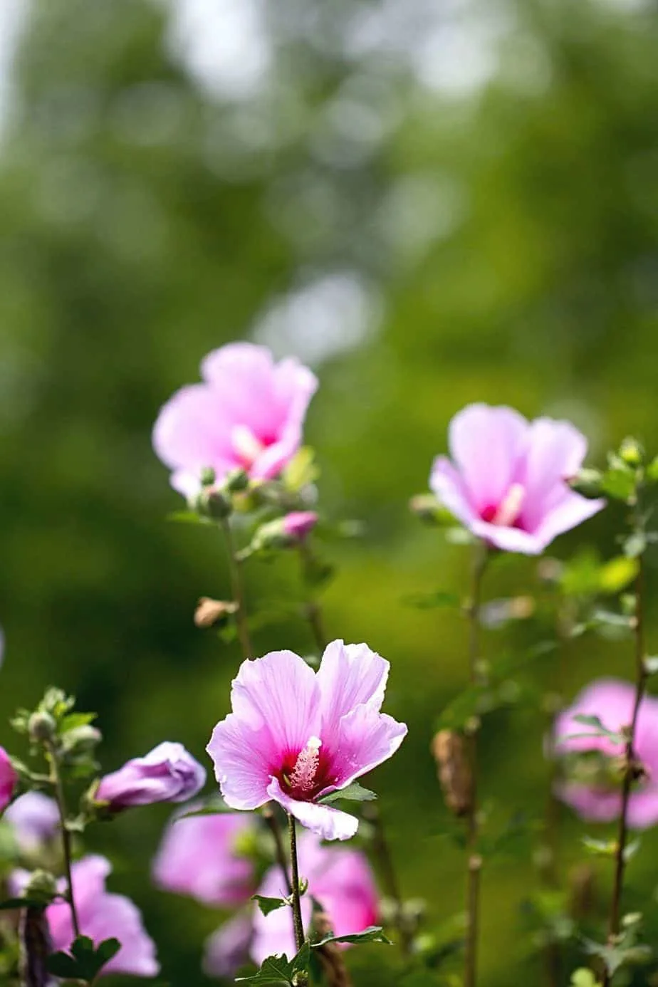 As the Rose of Sharon can grow up to 12 feet tall, it's one of the best plants to grow for privacy