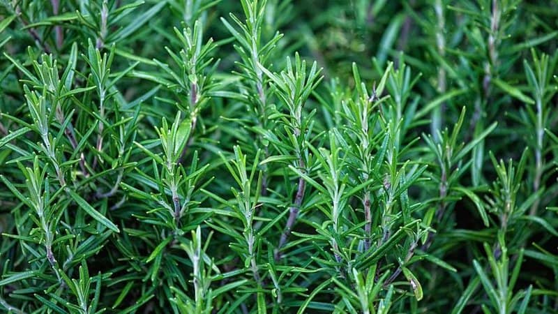 Rosemary can be grown in a hydroponics system using sterile roots cubes