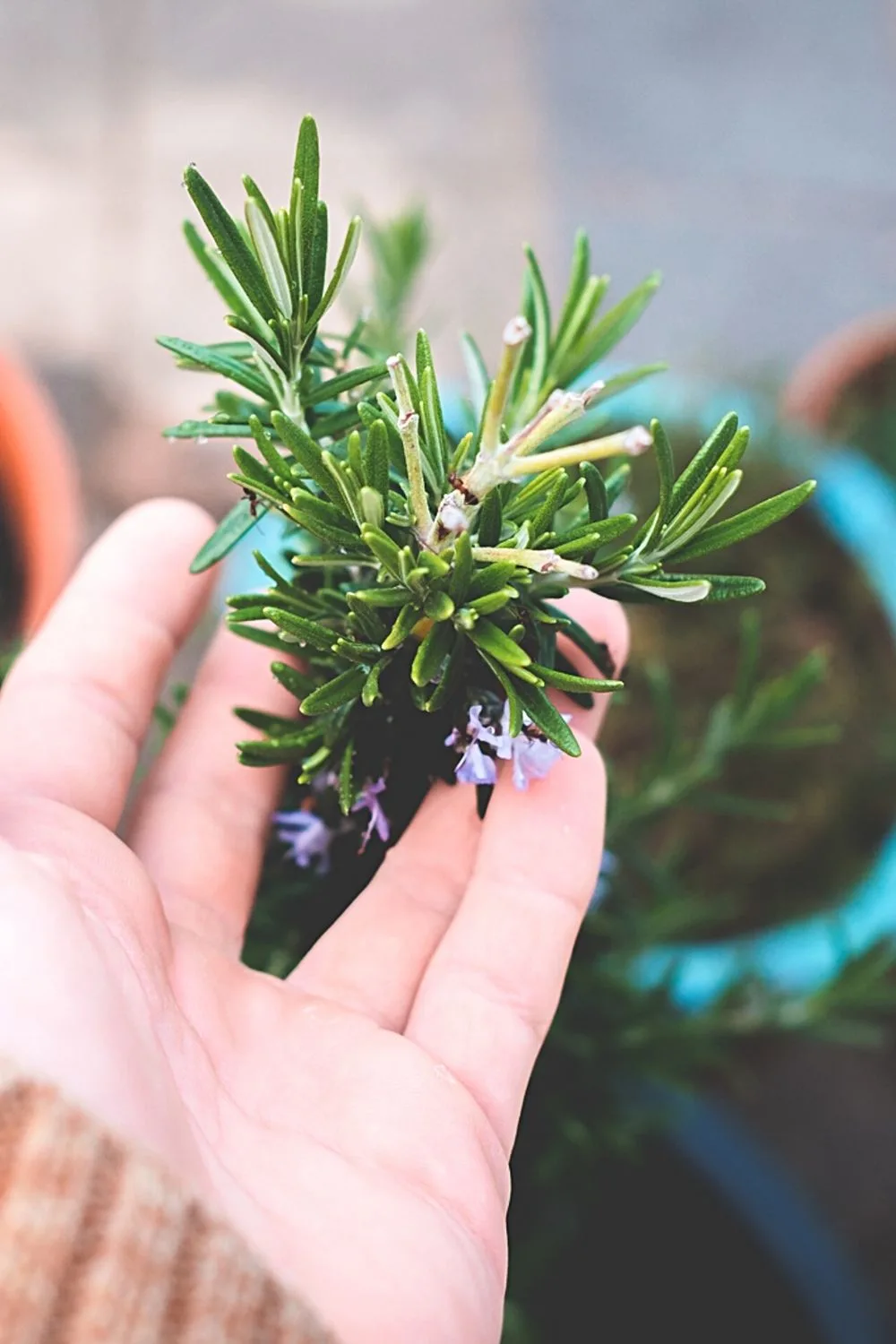 Rosemary is an evergreen shrub that you can grow on your south-facing balcony