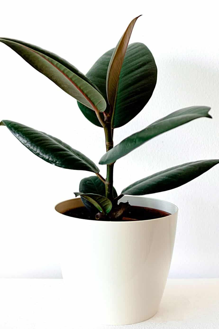 Rubber Fig is a low-maintenance tropical plant that you can place by your northwest-facing window