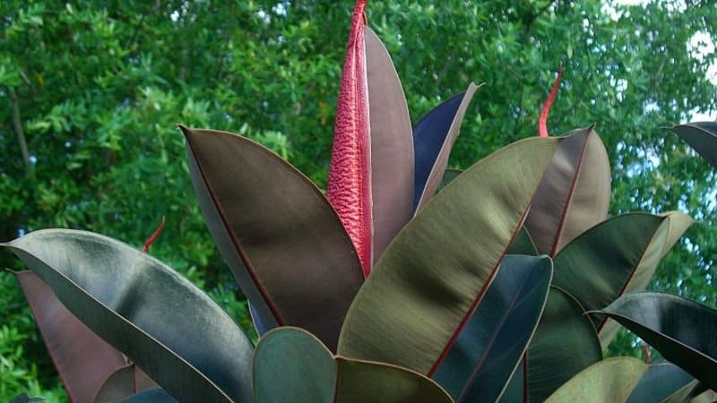 The large and vibrantly-colored foliage of the Rubber Tree Plant is one of the reasons it's grown in apartments