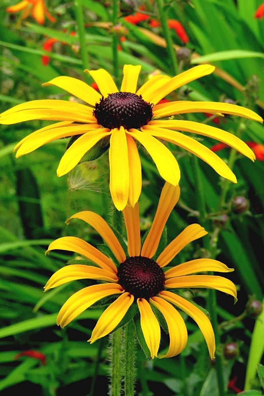Rudbeckia is disease and drought resistant plant that you can grow on the west-facing side of the house