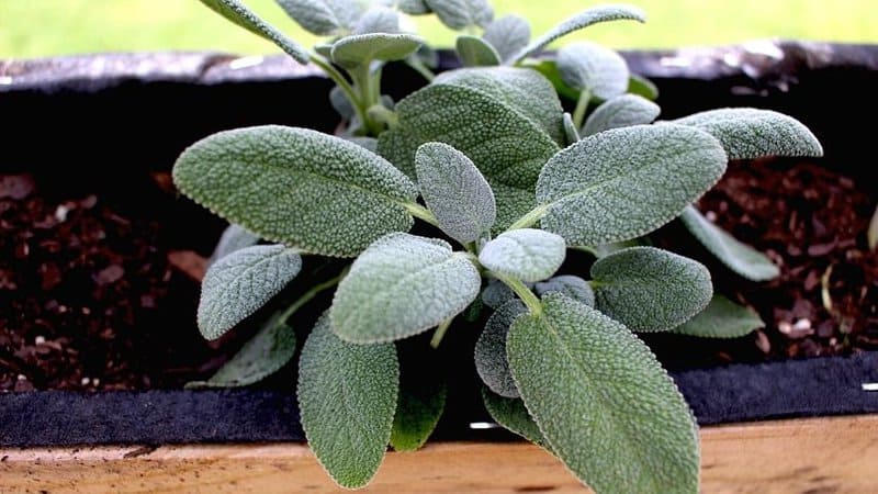 Sage is another eye-catching and low-maintenance plant to grow in window boxes