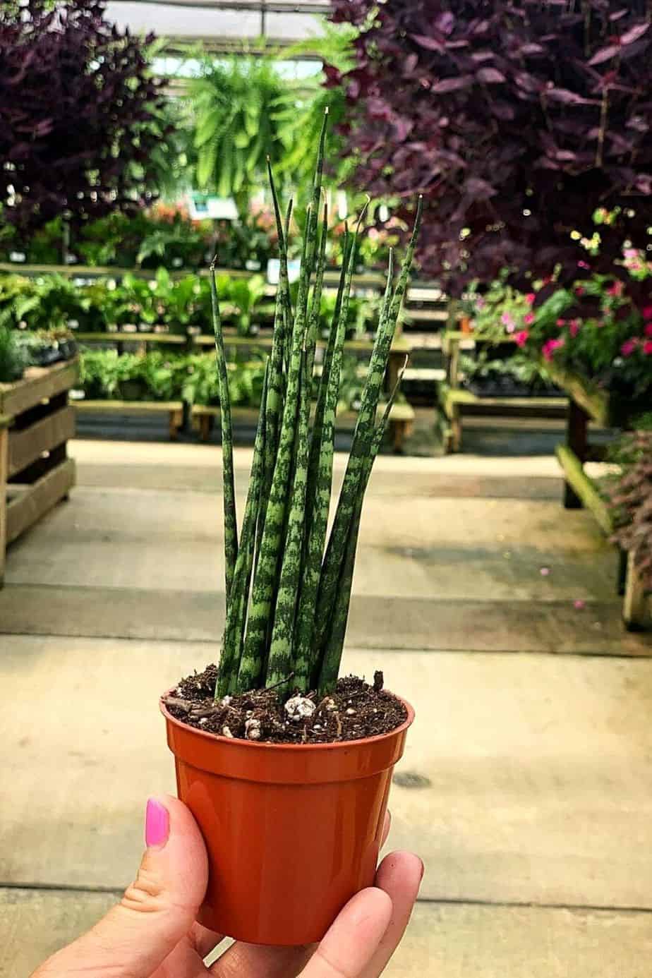 Sansevieria Fernwood Mikado is a result of the combination of Sansevieria Suffruticosa and Sansevieria Parva, which is great for northwest-facing windows
