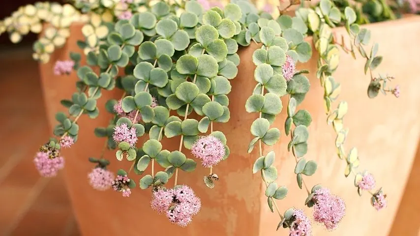 The Sedum Sieboldii is one of the colorful plants you can grow in succulent hanging planters