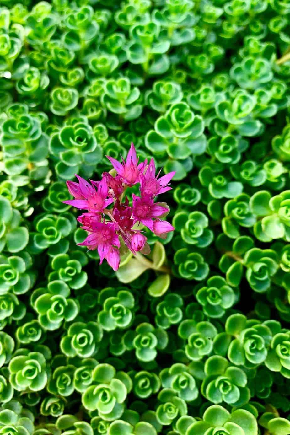 You can easily grow Sedum in your south-facing balcony if you have the right type of seeds