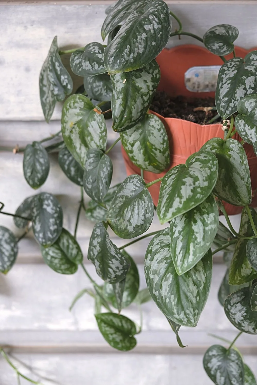 Silver Pothos, with its variegated leaves of white and green, is another great plant to place by your northwest-facing window