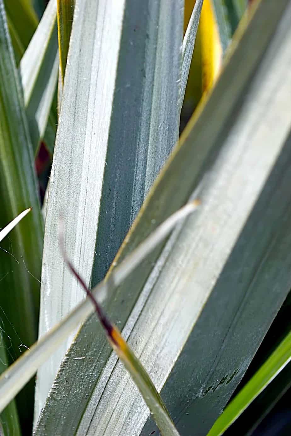 The Silver Spear's long and sharp leaves, is an evergreen plant you can add to your southeast facing garden