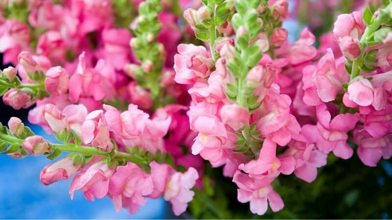 Snapdragon is a great choice to add unique and dramatic colors to your window boxes