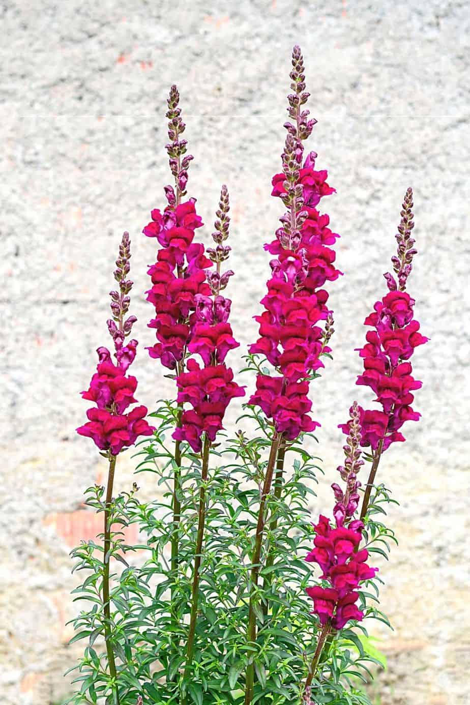 Snapdragon prefers to bloom in cold temperatures for it to bloom, hence, a perfect bloom to grow in your northeast-facing garden