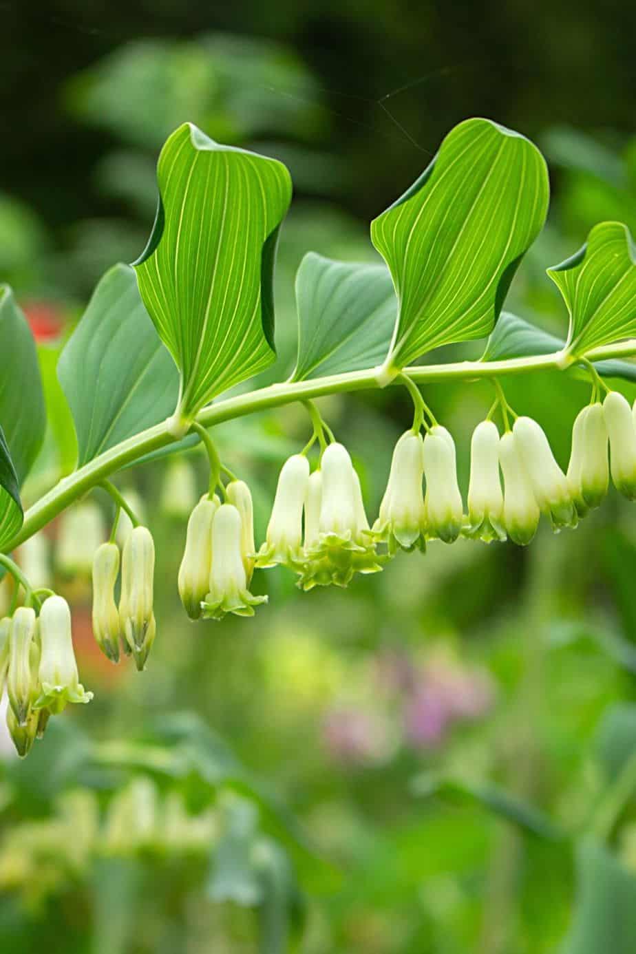 Solomon’s seal loves the shade in the mornings and sunlight during the day of the west-facing side of the house