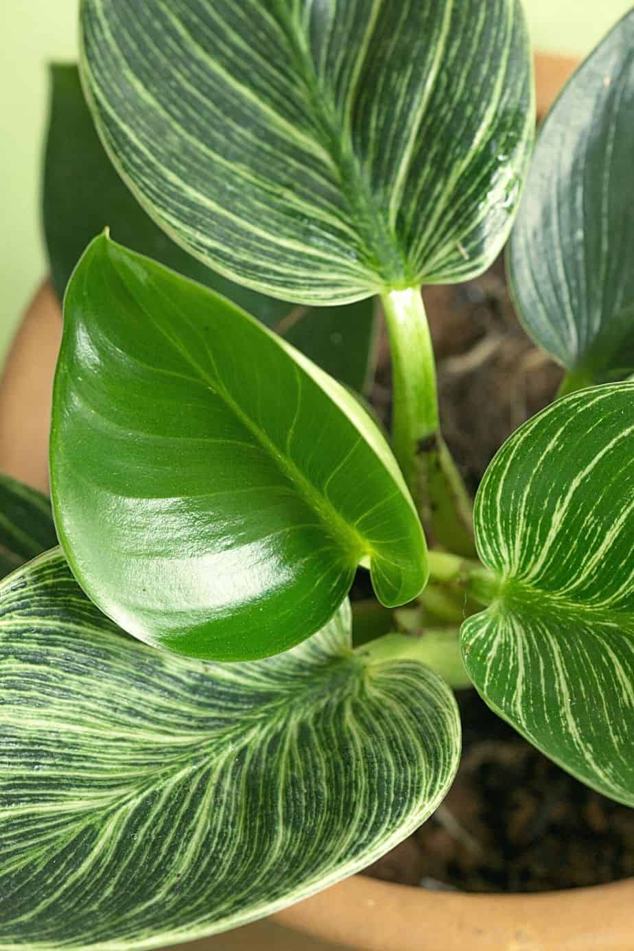 Some Philodendron Birkins will have leaves all green in color, some will have all-white, or half-moon zone