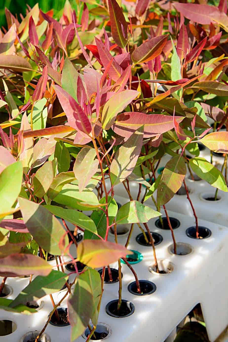 Sow the eucalyptus seeds in small pots with extra soil and place it on a heat mat or in a mini greenhouse