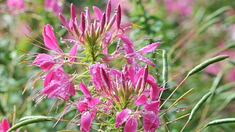 Spider Flower helps in perking up your window boxes with its colorful blooms