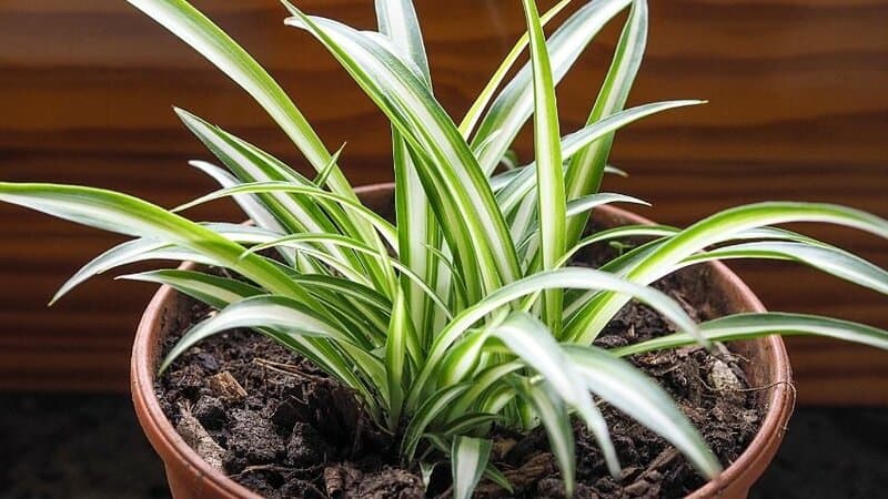 The Spider Plant adds another striking appearance when grown in an apartment due to its thin leaves