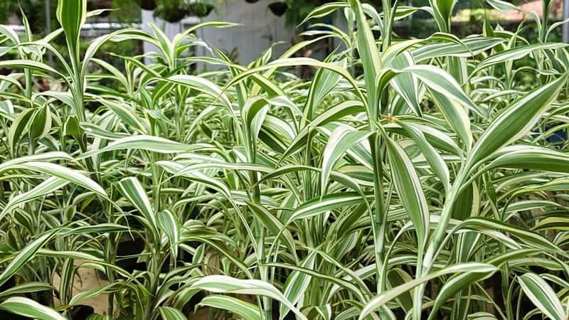 Spider Plant is one of the best plants to grow in hydroponics as it can easily thrive in it