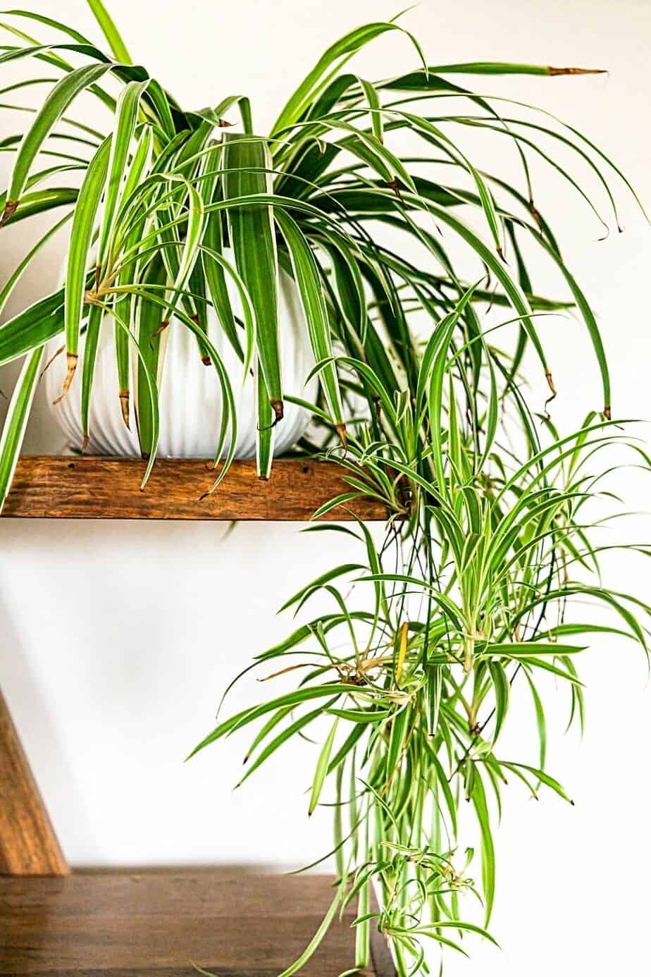 Spider Plant is one of the easiest hanging plants that you can grow indoors, preferably by a northwest-facing window