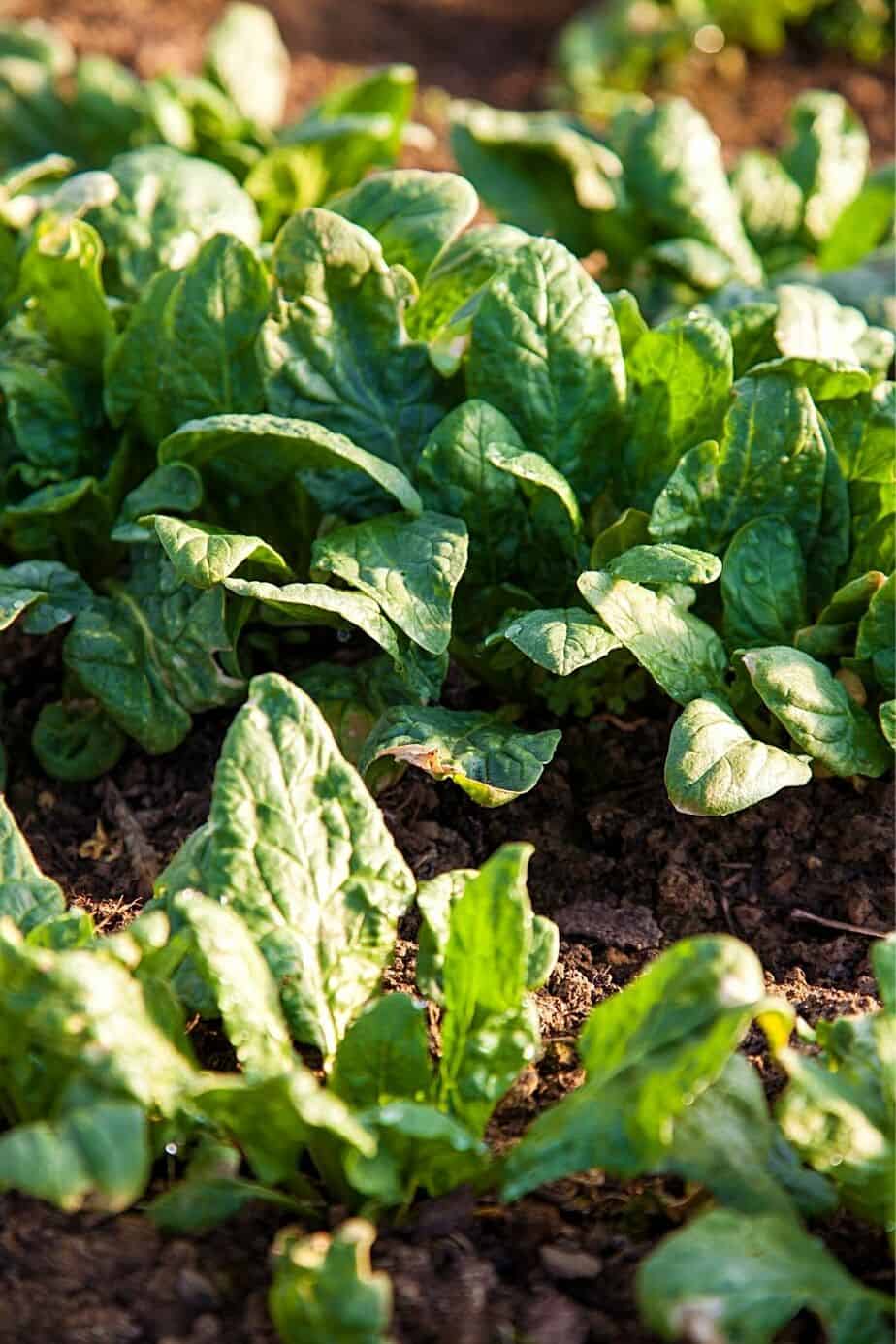 Spinach is a cold-weather plant that you can grow in your northeast-facing garden
