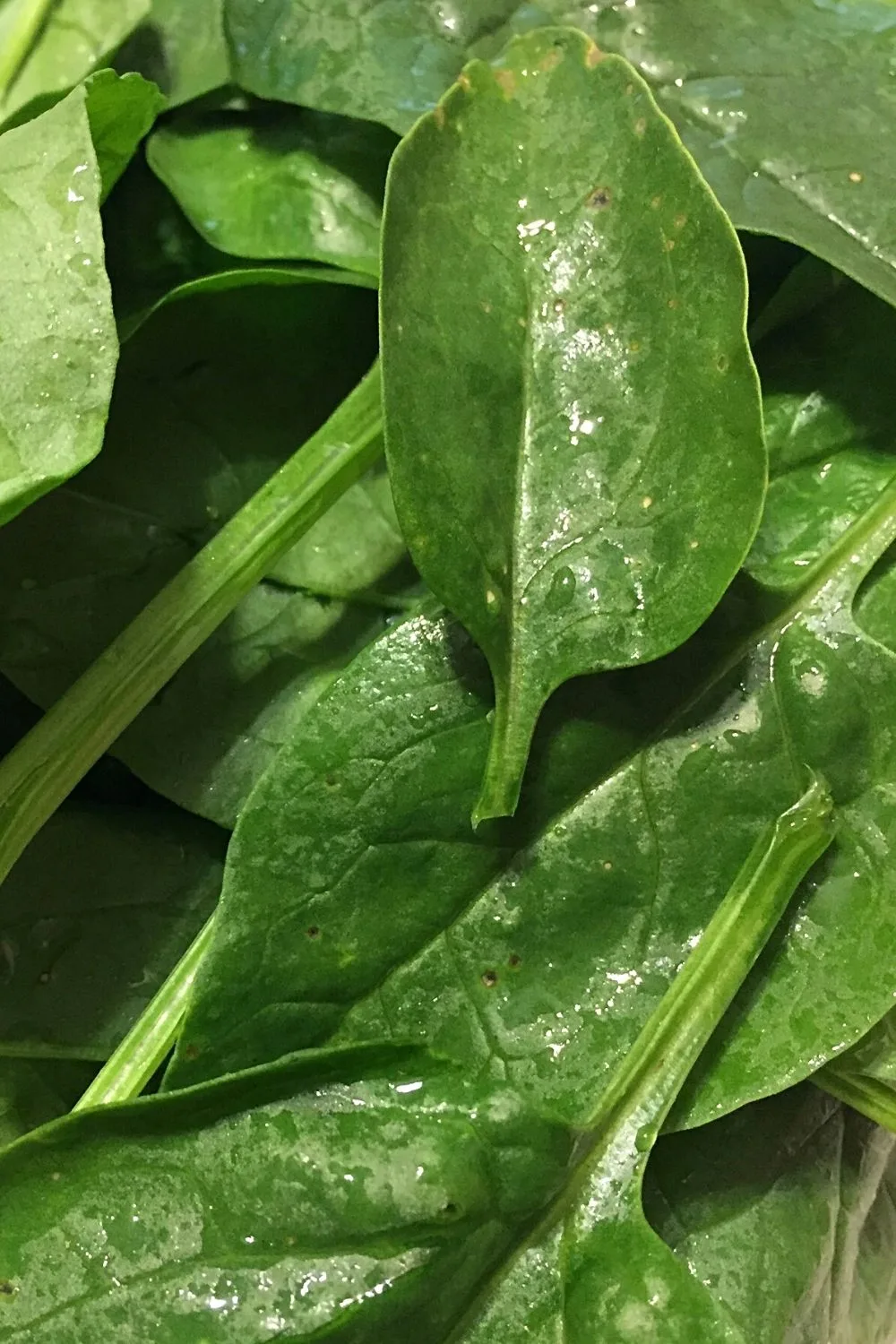 Spinach is another great plant you can grow on your north facing balcony