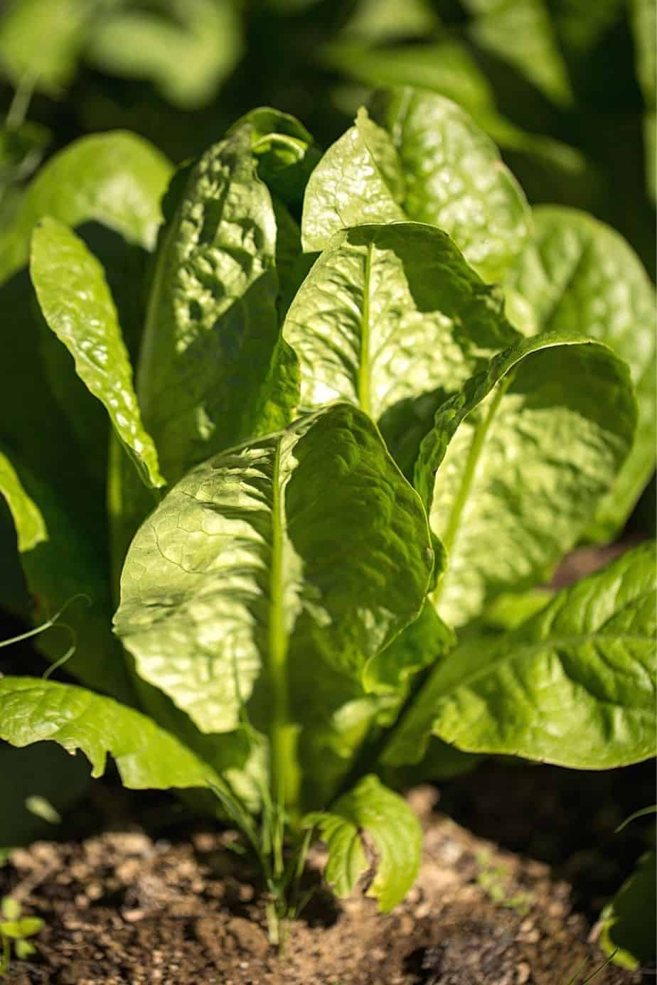 Spinach is another edible plant you can grow in pots on an east-facing balcony