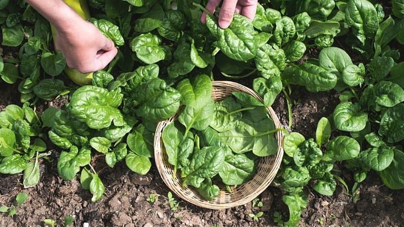 Spinach is another vegetable you can plant during springtime
