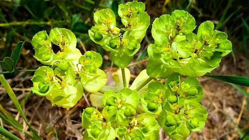 Spurge, which may look like cacti from a distance, is entirely different when viewed up close in your shaded porch